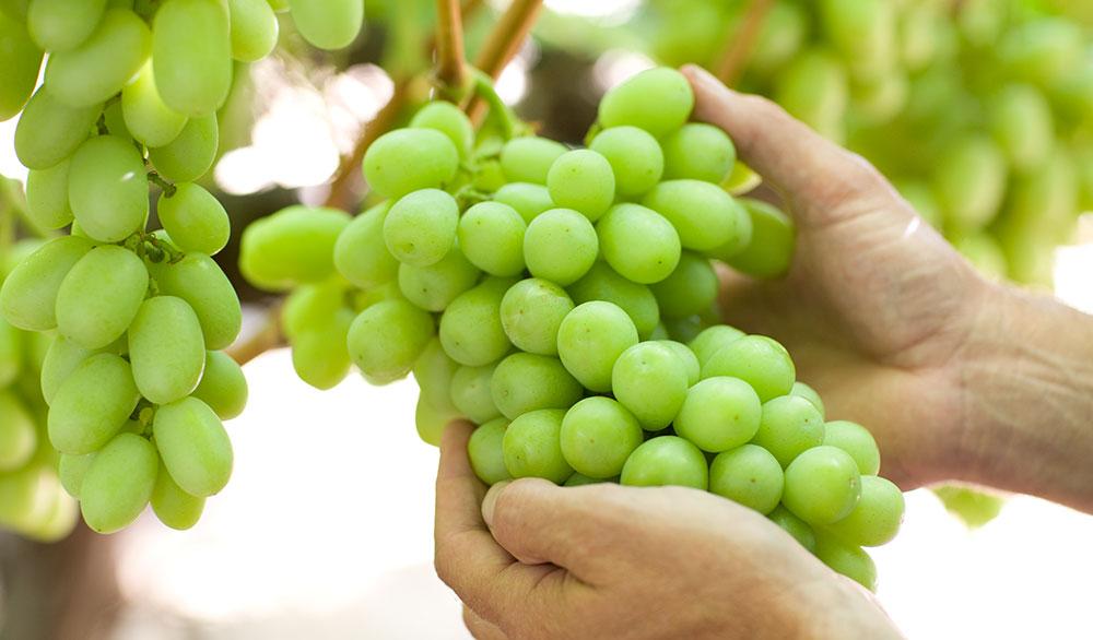5 Unbelievable Health Benefits of Eating Green Grapes